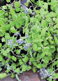 Nepeta 'Limelight'